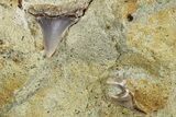 Three Fossil Shark Teeth on Sandstone - Bakersfield, CA #257513-1